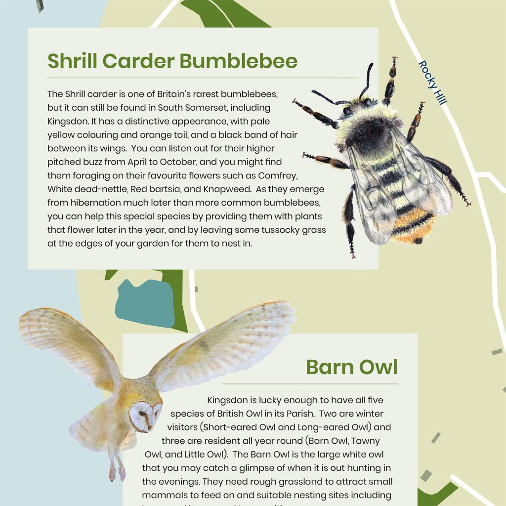 Kingsdon Interpretation-Panel Design for the Bumblebee Conservation Trust in Somerset